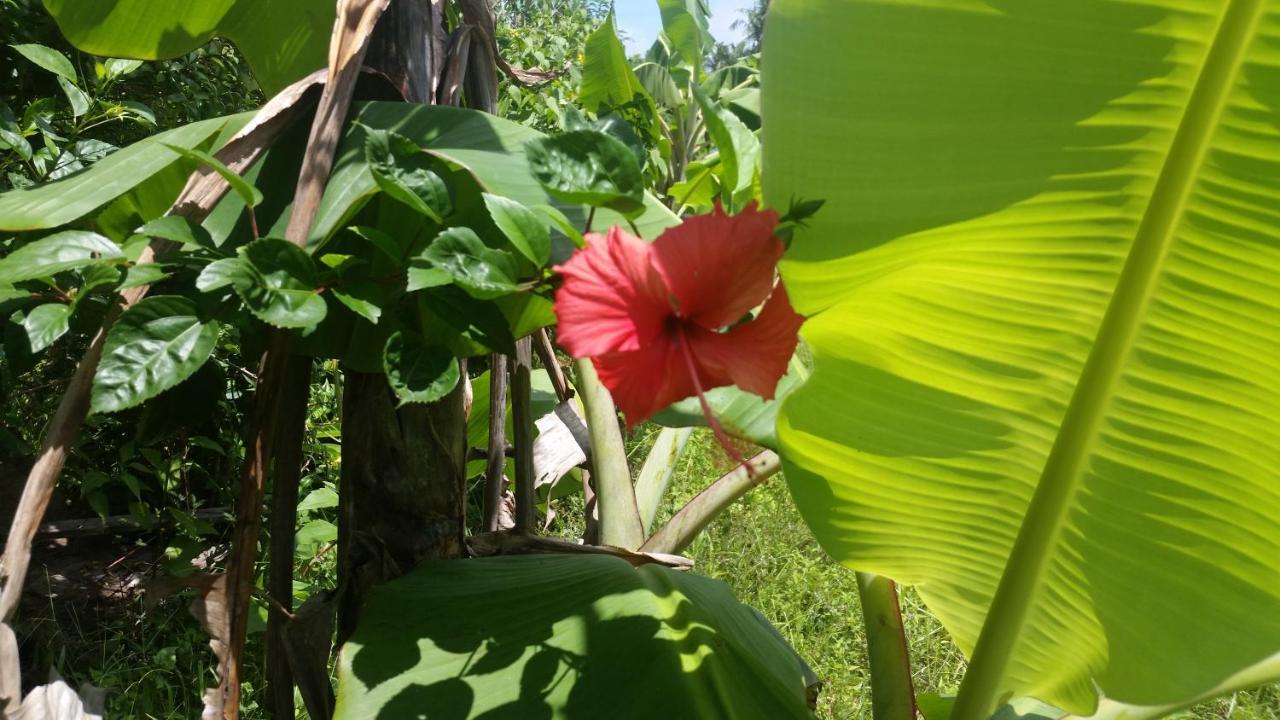 Banana Grove El Nido Hotell Eksteriør bilde