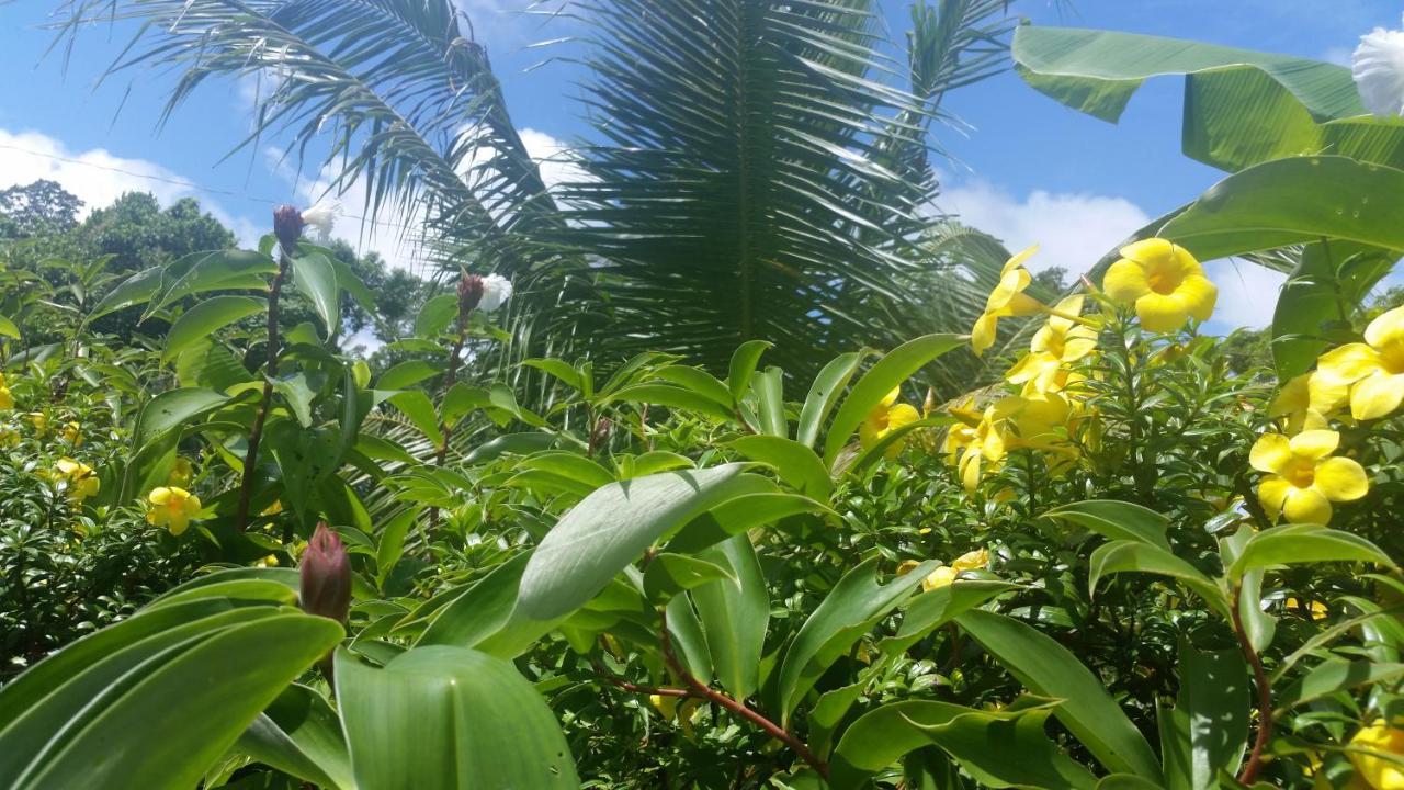 Banana Grove El Nido Hotell Eksteriør bilde